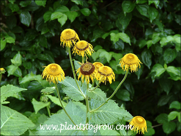 These flowers are past prime.